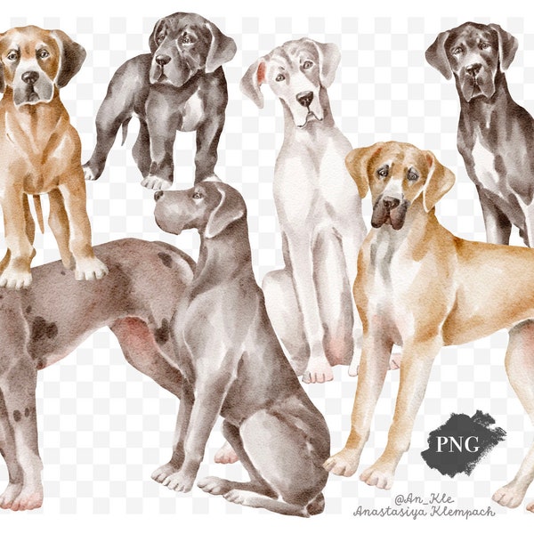 Great Dane dogs clipart png digital download, Great Dane dogs and puppies illustrations digital graphics, commercial and personal use