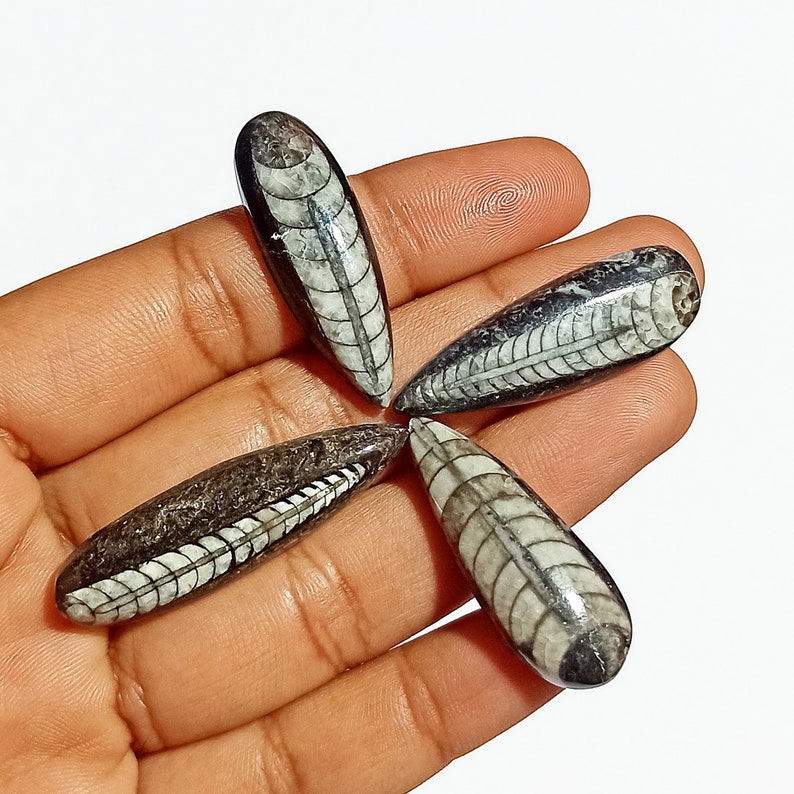 Natural Orthoceras Hand Polish Gemstone Amazing Quality Orthoceras Black /& White Color Pear Shape 4 Pcs Lot Cabochon For Healing Power