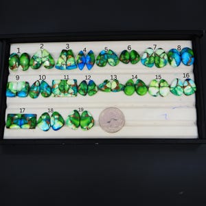 Può includere: Una collezione di diciannove paia di cabochon in turchese lucidato di varie forme, tra cui gocce, ovali e rettangoli, caratterizzati da tonalità blu e verdi con venature di matrice in rame, disposti in un vassoio accanto a una moneta da un quarto.
