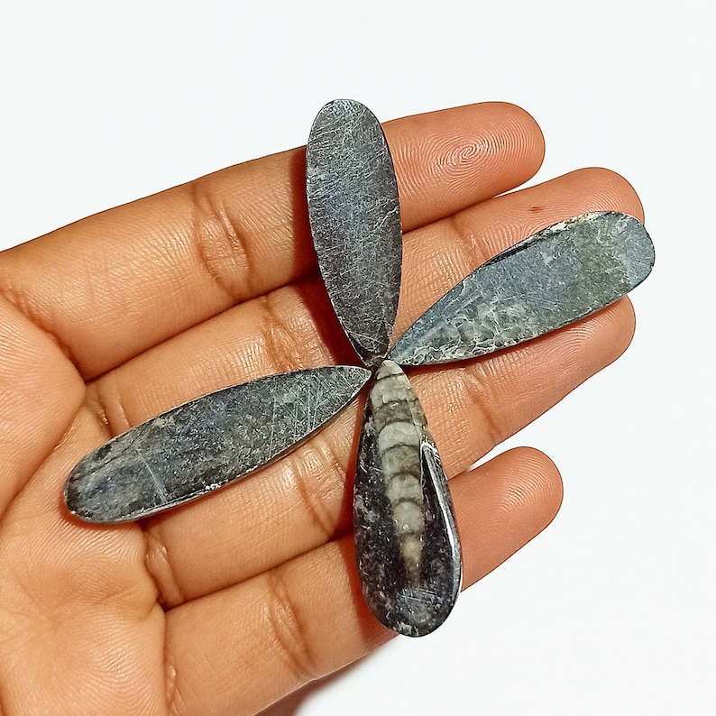 Natural Orthoceras Hand Polish Gemstone Amazing Quality Orthoceras Black /& White Color Pear Shape 4 Pcs Lot Cabochon For Healing Power