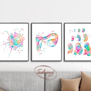 Gynecology Art Fertility Poster Obstetrics Print OBGYN Wall Art Rainbow  Anatomy Poster Sperm and Ovum Print Female Reproductive System