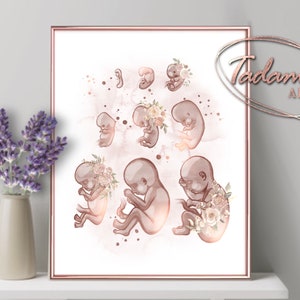 Fetus Stage Poster OBGYN Wall Art Midwife Gift Fetal Development Art Obstetrics Poster Gynecology Wall Art Gynecologist Gift Pregnancy Print