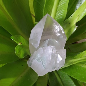 Puede incluir: Un grupo de cristales de cuarzo transparente con múltiples puntas, sobre un lecho de hojas verdes vibrantes. El cristal tiene un aspecto translúcido con facetas visibles y un aspecto natural, sin pulir. Las hojas proporcionan un fondo contrastante.
