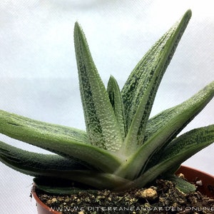 Gasteria Maculata Little Warty Snake Plant living succulent plant well rooted