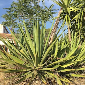 Agave Sisalana cuccioli 14-20 cm Pianta viva radicata Agave Succulenta/Cactus