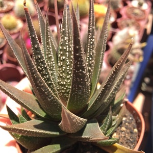 Super Rare Haworthia Species collectors succulent zebra plant living plant well rooted