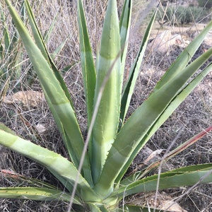 Agave Angustifolia cuccioli 20 cm Pianta viva radicata Agave succulenta/cactus