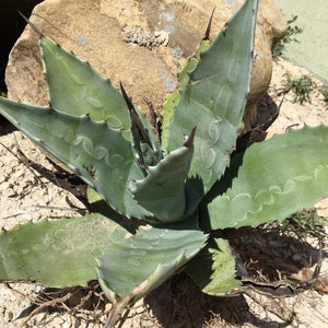 Agave Americana Blu 20 cm Pianta viva radicata Agave Blu Succulenta/Cactus