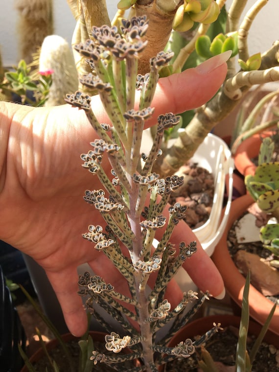 BIG Kalanchoe Delagoensis Tubiflora Chandelier Plant 30-35 Cm Rare  Kalanchoe Living Succulent Plant Well Rooted - Etsy Denmark