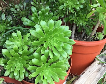 Aeonium Arboreum lebende Sukkulentenpflanze