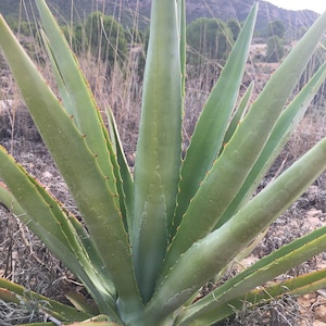 Agave Angustifolia 30 cm cm Pianta viva radicata Agave Succulenta/Cactus