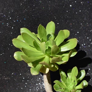 Aeonium Arboreum living succulent plant