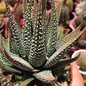Super Rare Haworthia Attenuata Radula collectors succulent zebra plant living plant well rooted