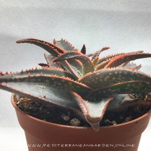 Aloe Dannyz living succulent plant well rooted rare aloe