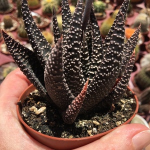 Super Rare Black Haworthia collectors succulent zebra plant living plant well rooted