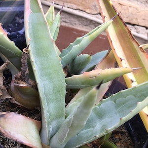 Agave Americana Blu 15 cm Pianta viva radicata Agave Blu Succulenta/Cactus