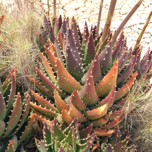 Big Aloe Nobilis Golden Tooth living succulent plant well rooted rare aloe
