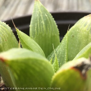 Rare Haworthia Retusa Fauchei transparent living succulent plant well rooted