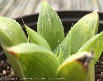 Rara planta suculenta Haworthia Retusa Fauchei transparente y viva, bien enraizada
