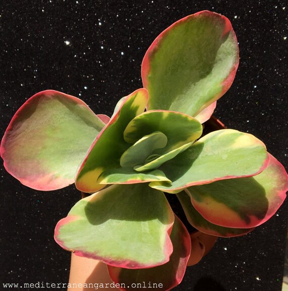 Big Kalanchoe Luciae Fantastic Variegated Paddle Plant Etsy