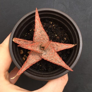 Aloe Pink Blush living succulent plant well rooted rare aloe