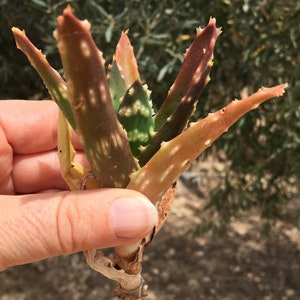 Rare Aloe Mitriformis Star Bouquet 20 cm living succulent plant well rooted