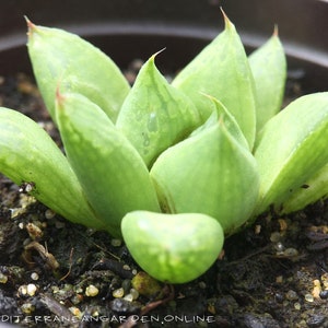 Rare Haworthia Cuspidata transparent living succulent plant well rooted