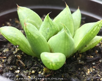 Rara planta suculenta Haworthia Cuspidata transparente y viva, bien enraizada