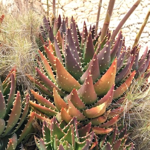 Aloe Nobilis Golden Tooth living succulent plant well rooted rare aloe
