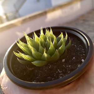 Rare Haworthia Cooperi var.Leightonii transparent living succulent plant well rooted