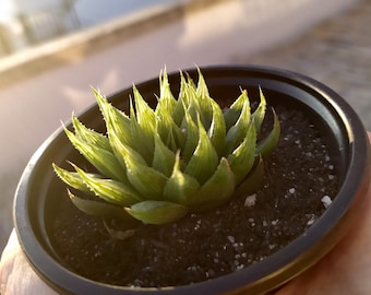 Rara planta suculenta viva transparente Haworthia Cooperi var. Leightonii bien enraizada