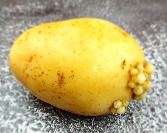 Realistic Food Potato Soap Funny Gag Gift White Elephant Secret Santa Stocking Stuffer For Him Dad Men Looks Real Gift faux food Handmade