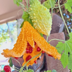 Bitter Melon Seeds Father's Day Gift Melon Siamese Karela Momordica charantia One Dozen Organically grown in Texas