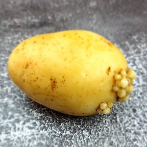 May include: A yellow potato with small, white, round growths on one side.