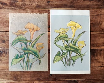 Antique Texas Botanical Print and Sketch Original Art Cala Lily Vintage Texas Paintings Printmakers Guild