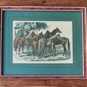 Litografia antica colorata a mano di Samuel John Carter Stampe antiquarie Puledri Arte britannica Samuel J Carter Artista