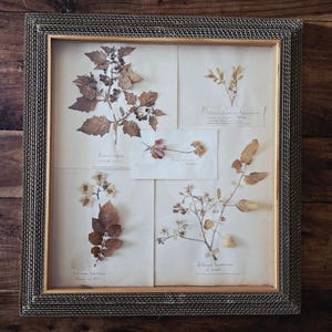 Antique Herbarium Botanical Specimens French Herbarium Botanical Art