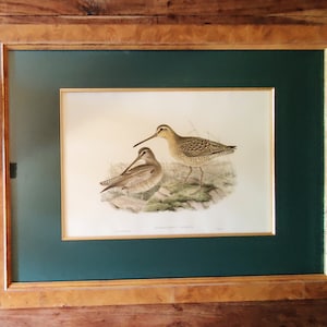 John Gould Hand Colored Engraving Antique Bird Prints John Gould Prints