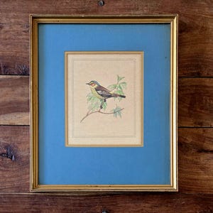 Antikes Aquarellgemälde von Lee Kennedy Originalkunst Vogelgemälde Ornithologiegemälde Vintage Texasgemälde Blumengemälde