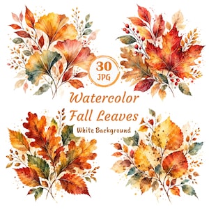 May include: A collection of four watercolor illustrations featuring autumn foliage, including ginkgo, maple, and oak leaves in shades of orange, red, and yellow. The text reads 30 JPG, Watercolor Fall Leaves, and White Background.