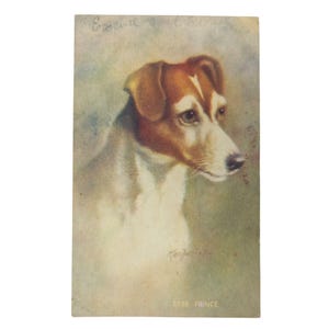 Carte postale Fox Terrier Prince des années 1900 avec chien 5558 dessiné par un artiste avec dos divisé