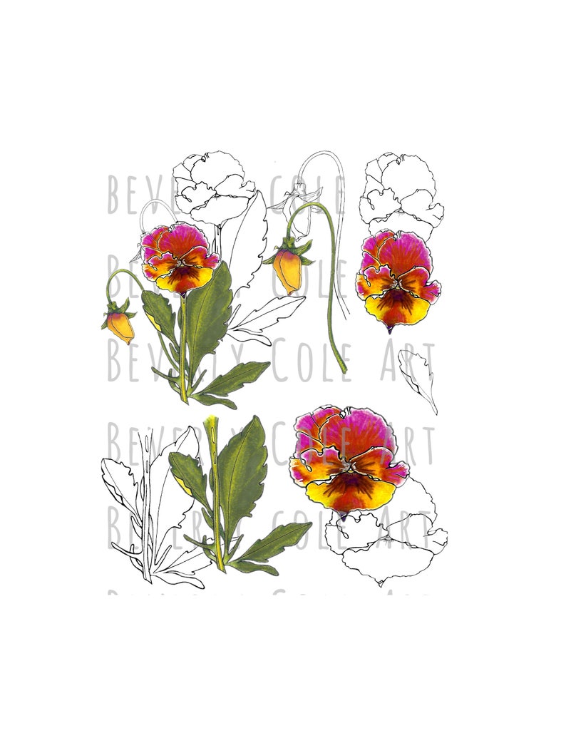 Perfect Pansy Stamp Set PNG's JPG's for Crafting image 0