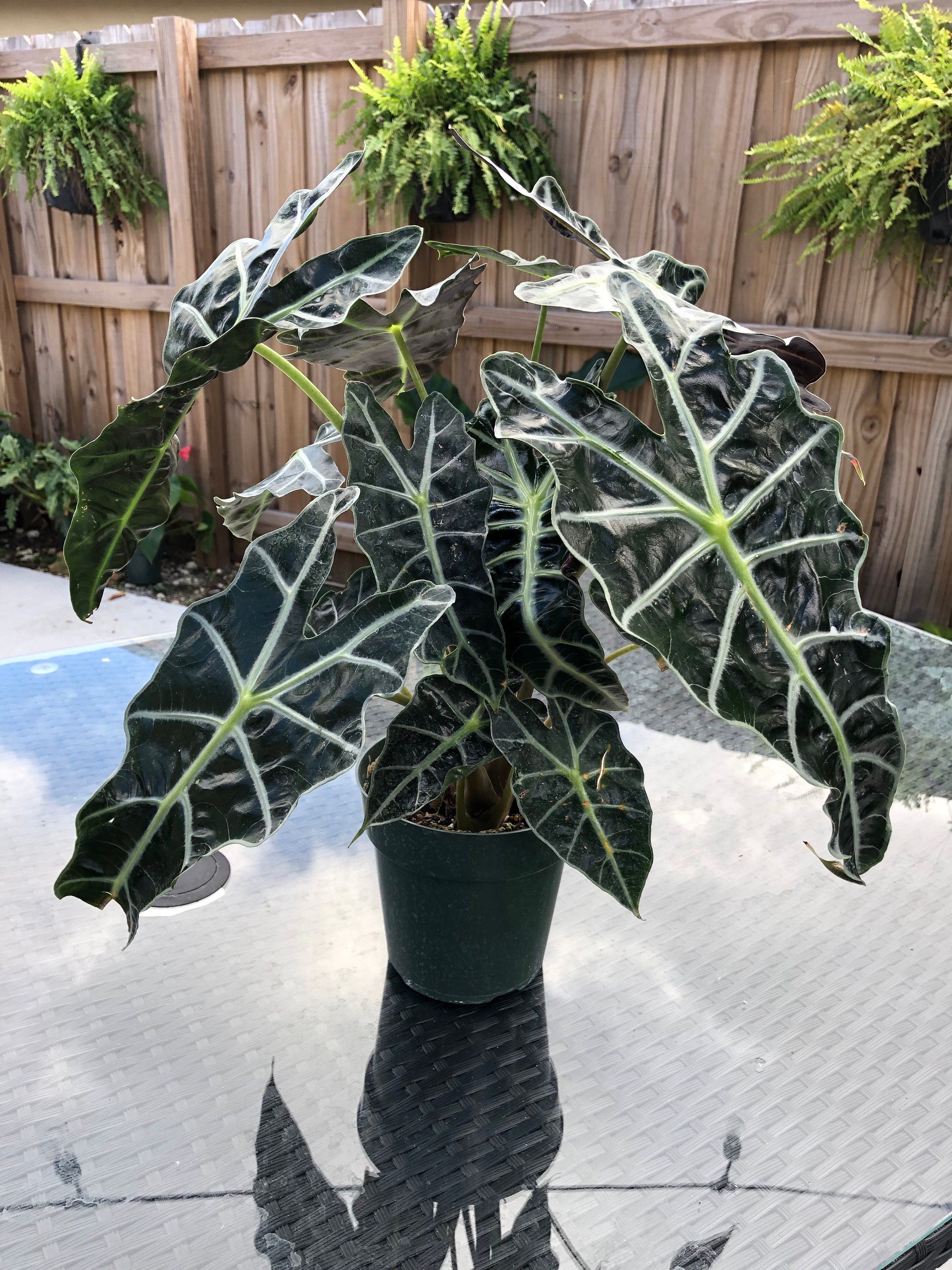 Alocasia Polly African mask plant Live Plant Alocasia | Etsy