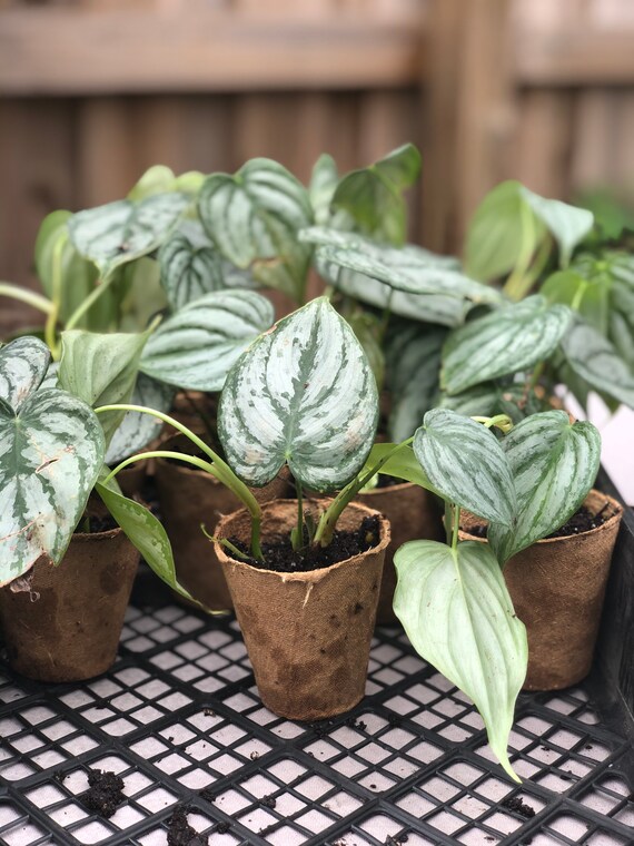 Philodendron Brandtianum Brandi Etsy