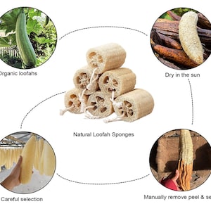 Organic Loofah Sponge 100% Biodegradable for Bath Or Kitchen Use Free gift image 10