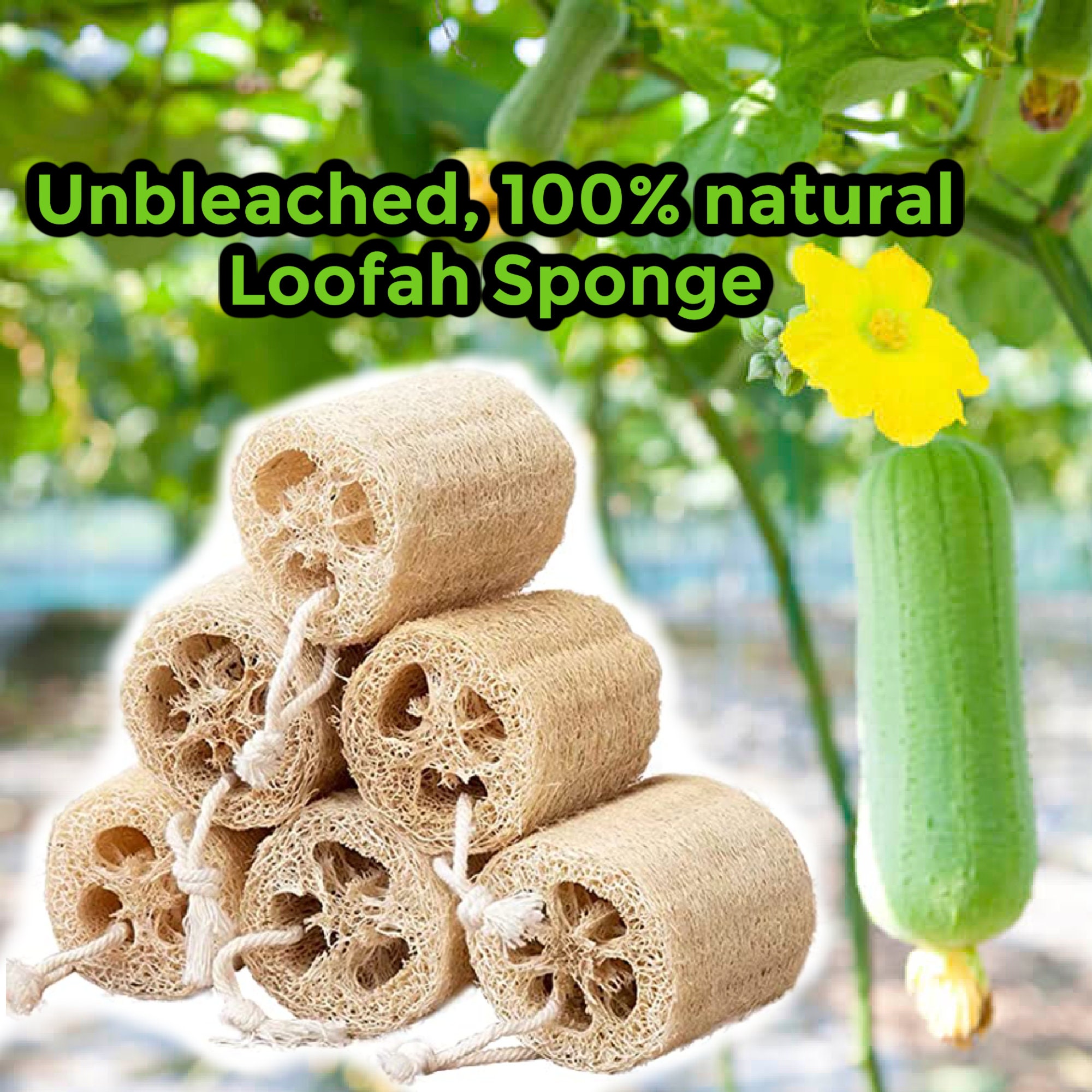 100% Natural Exfoliating Loofah Back Sponge Scrubber with Long Wooden  Handle Stick Holder Body Shower Bath Spa Pack of 2 Luffa Loofa 2 Count  (Pack of 1)