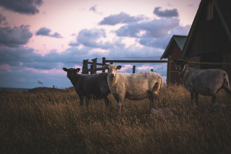 Presets Camera Raw 1 Vol Thiago Vibesp/' Choice PROFESSIONAL PRESETS Lightroom PresetsPs