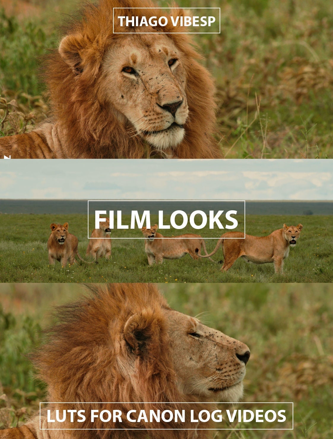 Canon C-Log 3 LUTs: Professional Color Grading Presets