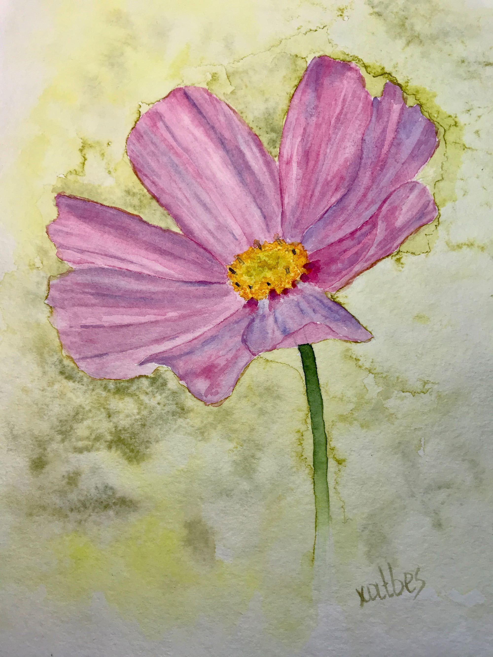Cosmos Flower Painting Original Art Watercolor Pink Kosmeo Etsy