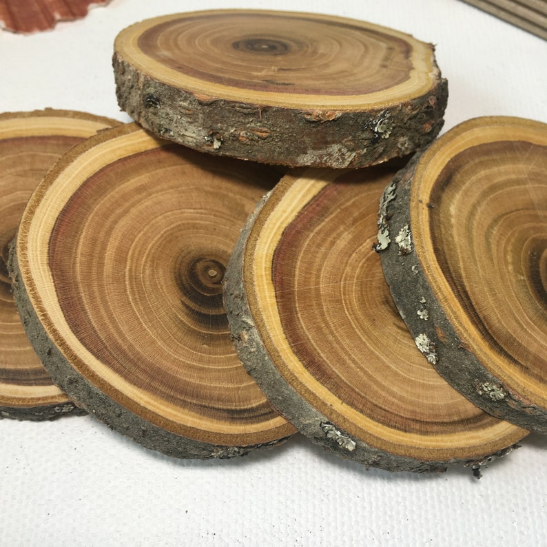 Set of 5 Plum tree slices wood wooden slices for DIY Etsy
